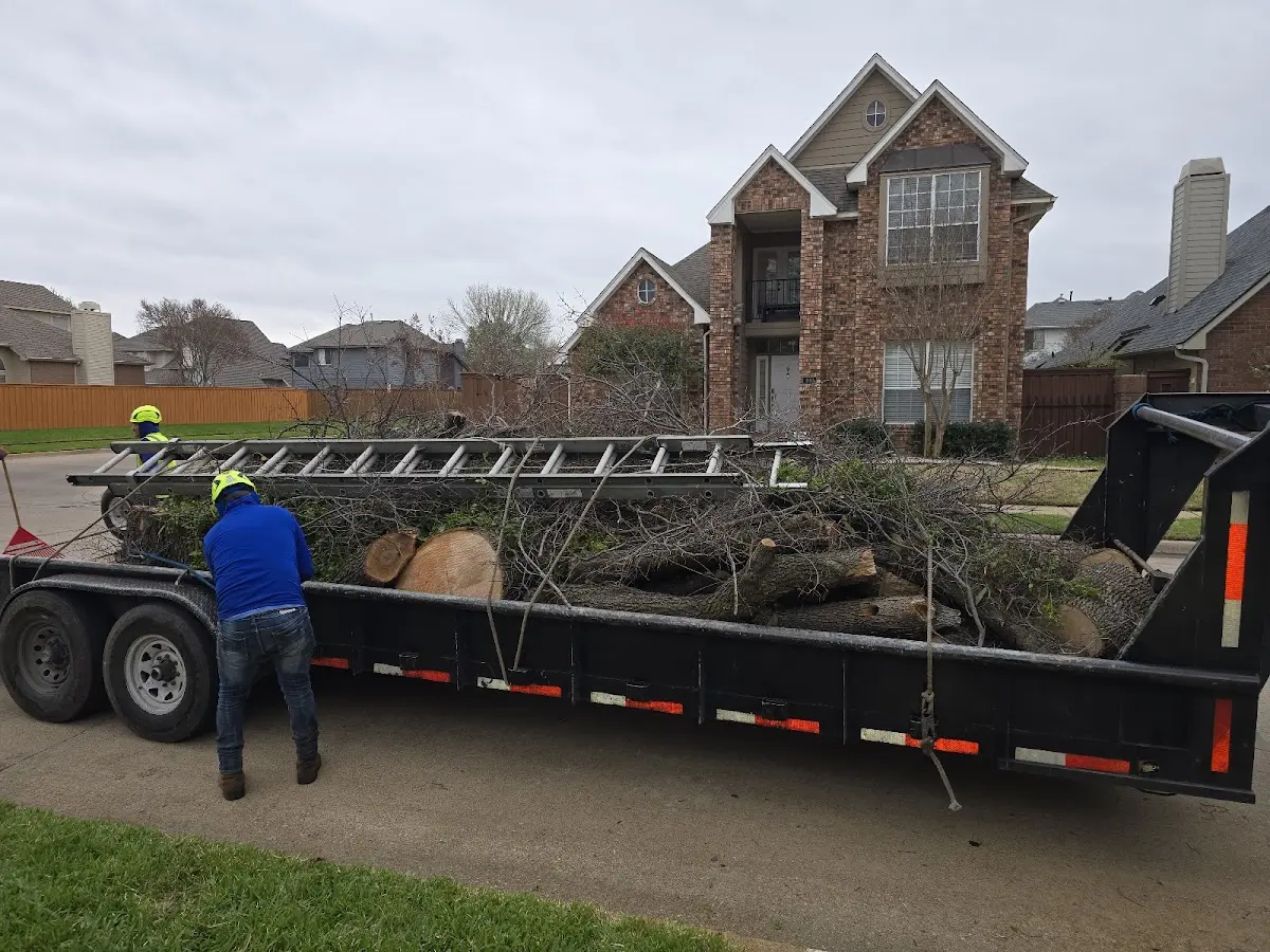 Expert Tree Removal with proper safety equipment in Melfa